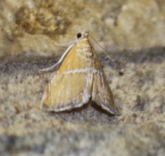 Abegesta