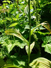 Veratrum viride eschscholtzianum