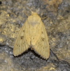 Agrotis vetusta