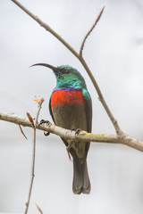 Cinnyris chalybeus subalaris