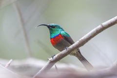 Cinnyris chalybeus subalaris