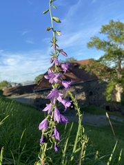 Campanula rapunculoides
