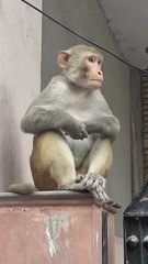 Macaca mulatta