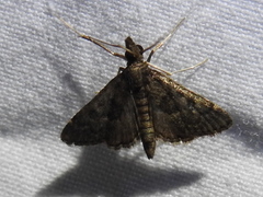 Steniodes declivalis