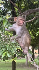Macaca mulatta