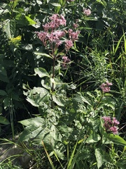 Eutrochium maculatum maculatum