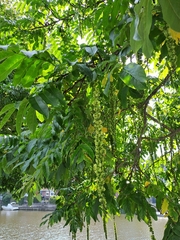 Pterocarya rhoifolia