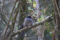 Sylvia nigricapillus