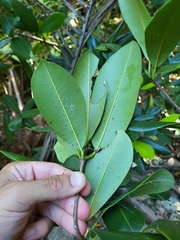 Manilkara pleeana
