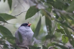 Sylvia nigricapillus