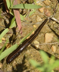 Whitmania pigra