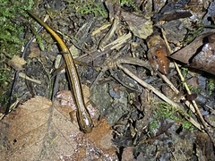 Eurycea wilderae