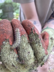 Acronicta megacephala