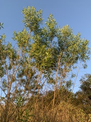 Baccharis dracunculifolia