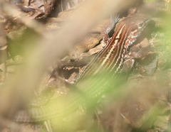 Aspidoscelis lineattissimus