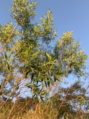 Baccharis dracunculifolia