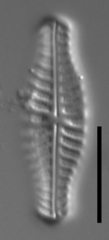 Hippodonta capitata