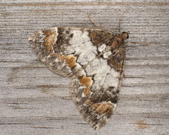 Dysstroma latefasciata
