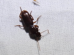 Stenomorphus californicus
