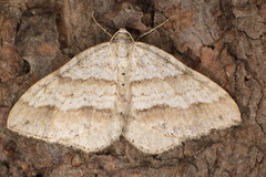 Perizoma parallelolineatum