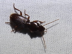 Stenomorphus californicus