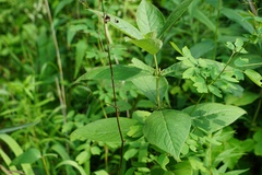 Triosteum aurantiacum