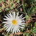 Lampranthus reptans - Photo (c) Linda Hibbin,  זכויות יוצרים חלקיות (CC BY-NC), הועלה על ידי Linda Hibbin