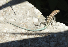 Anatololacerta pelasgiana