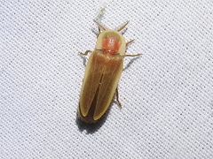 Pleotomus pallens
