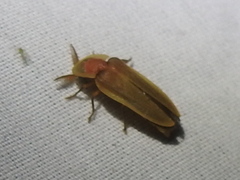 Pleotomus pallens