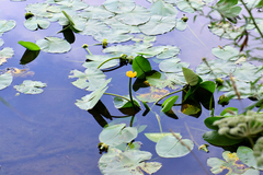 Nuphar lutea