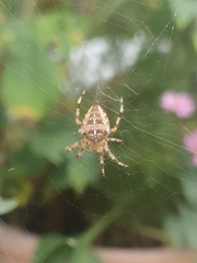 Araneus diadematus