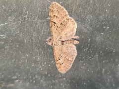 Eupithecia pusillata