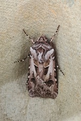 Agrotis vestigialis
