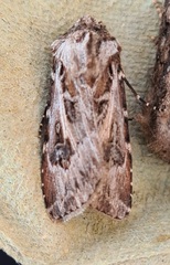 Agrotis vestigialis