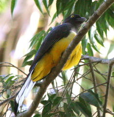 Trogon citreolus