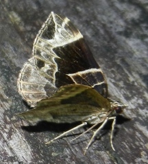 Gandaritis atricolorata