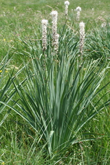 Asphodelus albus delphinensis