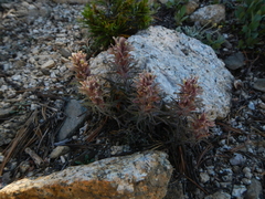 Castilleja nana