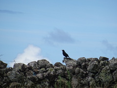 Turdus merula azorensis