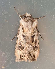 Agrotis vestigialis