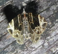 Gandaritis atricolorata