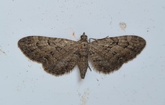 Eupithecia pusillata