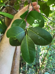 Ottoschulzia rhodoxylon