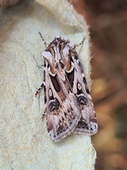 Agrotis vestigialis