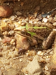 Hoplobatrachus tigerinus