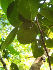 Ottoschulzia rhodoxylon