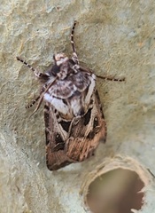 Agrotis vestigialis