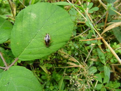 Phyllodromica