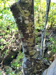 Ottoschulzia rhodoxylon